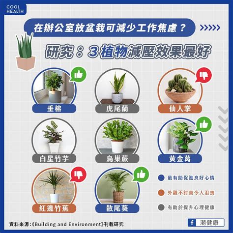 辦公室放植物|辦公室植物養護全攻略